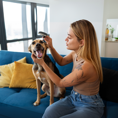 Smart pet care gadgets including automatic feeders, GPS trackers, and interactive toys for pets