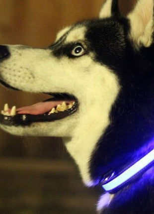 LED Light Up Dog Collar Fuchsia Molly