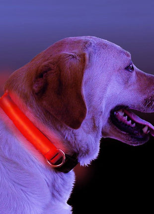 LED Light Up Dog Collar Fuchsia Molly