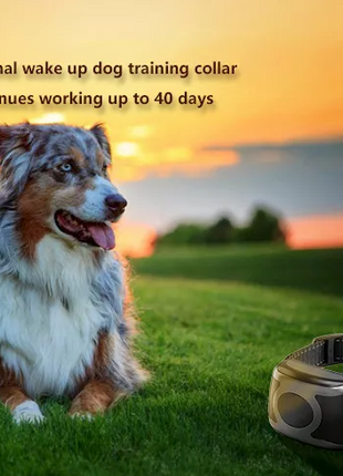 650 YD Remote Dog Training Shock Collar Waterproof for Small Medium Puce Gaia
